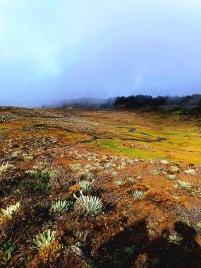 Hermoso paisaje con frailejon 