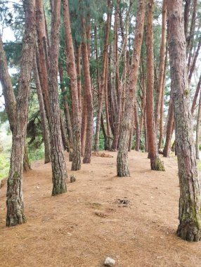 Un bosque de pinos en la va publica del pramo hace que te pierdas de vista sientes que as en otro lugar un suelo hermoso cubierto de hojas parece pintado aire fresco y caracterstico del pino Hermoso sin dudar, colores hermosos esa tarde fria