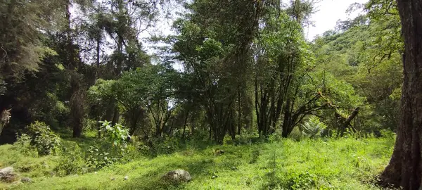 ジャングルの真ん中にある美しい緑の森は — ストック写真
