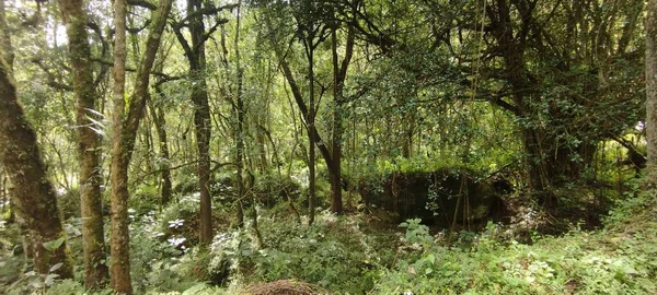 Grüne Wälder Flora Und Natur — Stockfoto