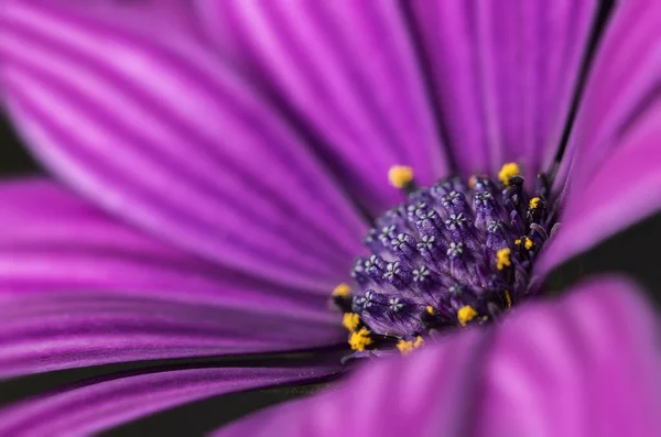 Beautiful flower of purple color, photo of the core of the plant. Closeup of flowers and plants.
