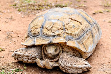 Afrika Mahmuzlu Kaplumbağa (Centrochelys sulcata) 'nın Menorca, Balearic Adalarındaki bir doğal yaşam rezervindeki görüntüsü