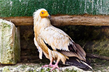 Mısırlı Akbaba (Neophron percnopterus), Menorca 'da bir vahşi yaşam merkezinde Abanto, Guirre veya Mısırlı Akbaba olarak da bilinir.