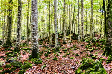 La Garrotxa, Girona 'daki Fageda d' en Jorda Doğa Rezervi 'nin (Jord Beech Forest) sonbahar manzarası