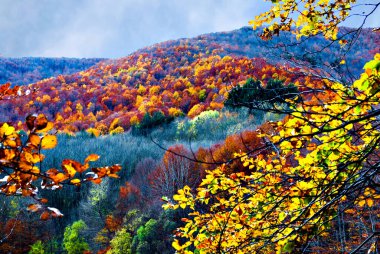 Coloridos rboles y hojas en otoo en el Parque Natural del Montseny en Barcelona, Espaa