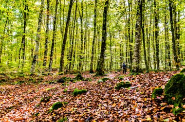 La Garrotxa, Girona 'daki Fageda d' en Jorda Doğa Rezervi 'nin (Jord Beech Forest) sonbahar manzarası