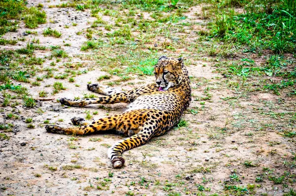 Cheetah Descansando Deitado Chão Parque Naruraleza Cabarceno Cantabria — Fotografia de Stock
