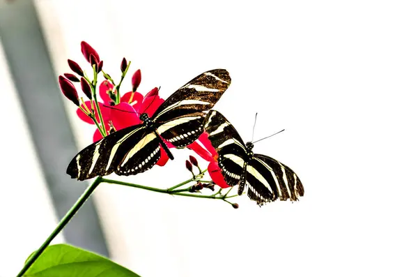 美丽的斑马蝴蝶在花园里绿叶上筑巢 — 图库照片