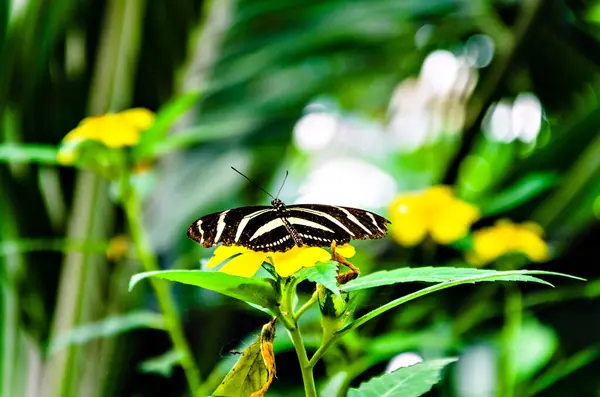 Güzel Zebra Kelebeği Heliconius Charithonia Bahçede Yeşil Yapraklar Üzerinde — Stok fotoğraf