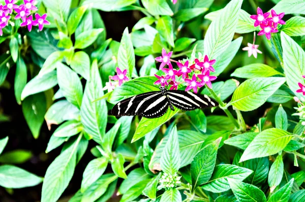 Beautiful Zebra Butterfly Heliconius Charithonia Green Leaves Garden — Stock Photo, Image