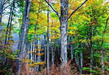Barcelona, Katalonya 'daki La Fageda de Grevolosa parkında sonbahar manzarası