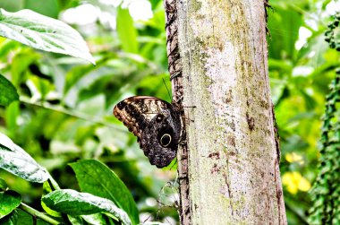 Baykuş Kelebeği (Caligo Memnon), lepidopteron