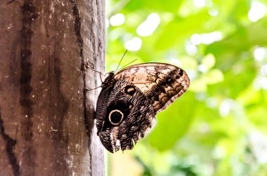 Baykuş Kelebeği (Caligo Memnon), lepidopteron