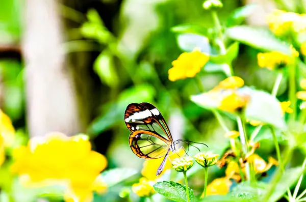 Glass Mirrored Butterfly Transparent Greta Oto Lepidopteron — Stock Photo, Image