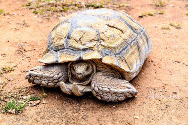 Afrika Mahmuzlu Kaplumbağa (Centrochelys sulcata) 'nın Menorca, Balearic Adalarındaki bir doğal yaşam rezervindeki görüntüsü