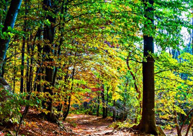 İspanya 'nın Barcelona kentindeki Montseny Doğal Parkı' nda sonbaharda renkli ağaçlar ve yapraklar