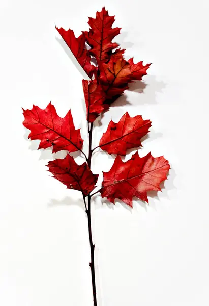 Vörös Barna Őszi Levelek Fehér Hátterű Ága — Stock Fotó