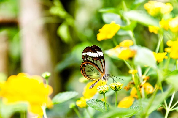 Beautiful transparent butterfly on green leaves in the garden