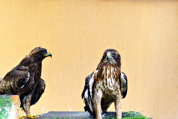 stock image Shot of the Booted Eagle (Hieraaetus Pennatus), a medium-sized bird of prey, in a wildlife center in Menorca