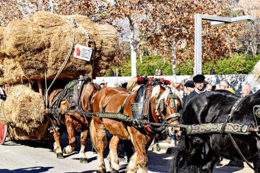 Igualada, Barcelona, 21 Ocak 2024: Geleneksel Sant Antoni Abad Festivali, Los Tres Tombs de Igualada. Antik gelenek loncasının 202. baskısı