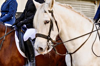 Igualada, Barcelona 'daki üç mezarın festivalinde at geçidi. San Antonio Festivali