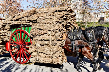Igualada, Barcelona 'daki üç mezarın festivalinde at geçidi. San Antonio Festivali