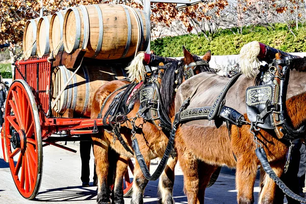 Igualada, Barcelona 'daki üç mezarın festivalinde at geçidi. San Antonio Festivali
