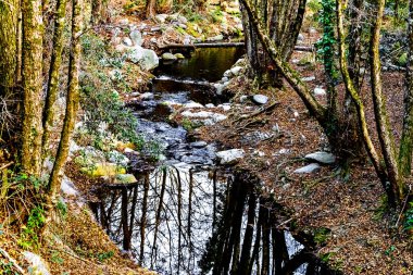 İspanya 'nın Barcelona kentindeki Montseny Doğal Parkı' nda sonbaharda renkli ağaçlar ve yapraklar