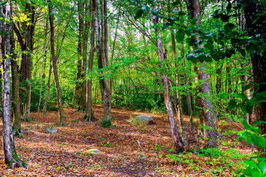 İspanya 'nın Barcelona kentindeki Montseny Doğal Parkı' nda sonbaharda renkli ağaçlar ve yapraklar