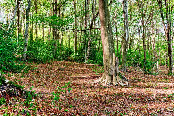 stock image Colorful trees and leaves in autumn in the Montseny Natural Park in Barcelona, Spain