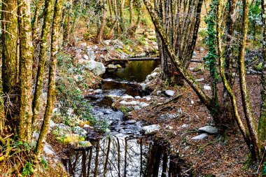 Colorful trees and leaves in autumn in the Montseny Natural Park in Barcelona, Spain clipart