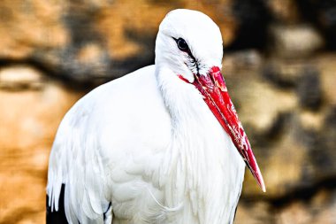 Zarafeti ve beyaz tüyleriyle leyleğin yakın plan görüntüsü