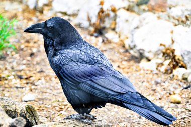 Bir kargaya yakın çekim, hepçil bir hayvan.