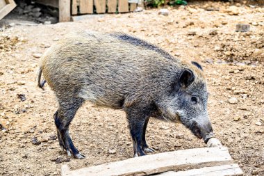 Bir yaban domuzuna (Sus scrofa) yakın plan, artiodactyl memeli. Vahşi domuz.