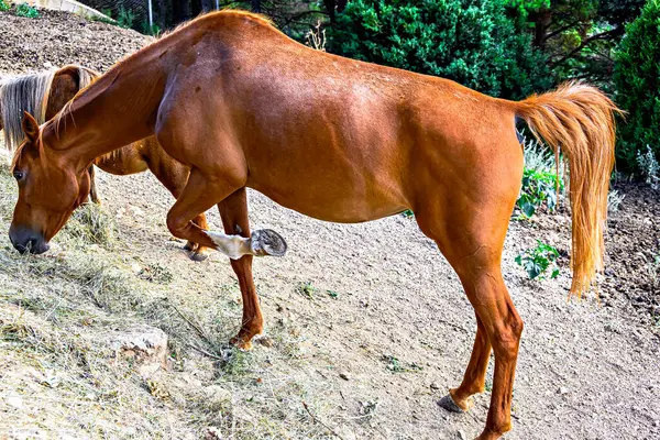 Çayırda otlayan güzel kahverengi bir atın yakın çekimi.