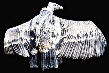 Lerida 'daki bir tedavi merkezinde tutsak bir griffon akbabasının görüntüsü.