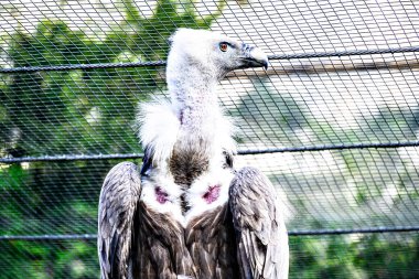 Lerida 'daki bir tedavi merkezinde tutsak bir griffon akbabasının görüntüsü.