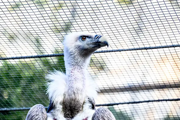 Lerida 'daki bir tedavi merkezinde tutsak bir griffon akbabasının görüntüsü.