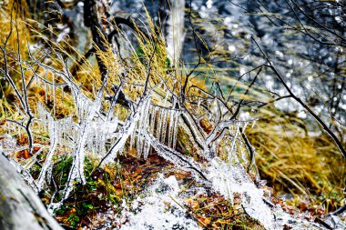 Close-up of icicles on the branches of a small waterfall in the forest of Lake Saint Maurice, in the Aigues Tortes National Park, Lerida clipart