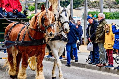Igualada, Barselona, İspanya; 19 Ocak 2025: İgualada 'nın Üç Mezarı Festivali. Antik Igualada Traginers loncasının 203. yıldönümünde şehir sokaklarında turlar.. 