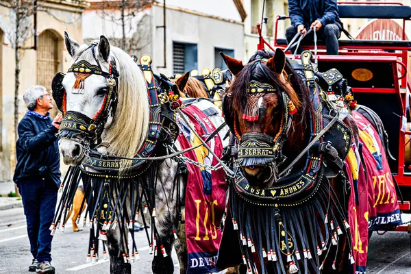 Igualada, Barselona, İspanya; 19 Ocak 2025: İgualada 'nın Üç Mezarı Festivali. Antik Igualada Traginers loncasının 203. yıldönümünde şehir sokaklarında turlar.. 