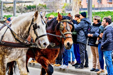 Igualada, Barselona, İspanya; 19 Ocak 2025: İgualada 'nın Üç Mezarı Festivali. Antik Igualada Traginers loncasının 203. yıldönümünde şehir sokaklarında turlar.. 