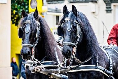 Barselona, Igualada 'daki Üç Sepulchres Festivali' nde at geçidi, Aziz Başrahip Anthony ziyafeti.