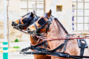 Barselona, Igualada 'daki Üç Sepulchres Festivali' nde at geçidi, Aziz Başrahip Anthony ziyafeti.