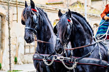 Barselona, Igualada 'daki Üç Sepulchres Festivali' nde at geçidi, Aziz Başrahip Anthony ziyafeti.