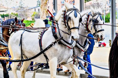 Barselona, Igualada 'daki Üç Sepulchres Festivali' nde at geçidi, Aziz Başrahip Anthony ziyafeti.