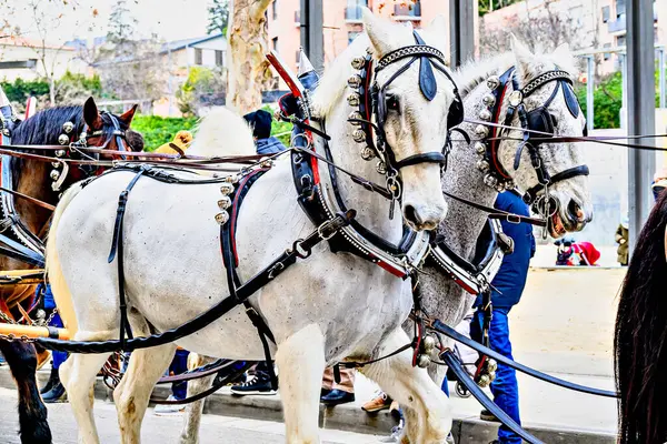 Barselona, Igualada 'daki Üç Sepulchres Festivali' nde at geçidi, Aziz Başrahip Anthony ziyafeti.