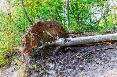 İspanya 'nın Barcelona kentindeki Montseny Doğal Parkı' nda sonbaharda renkli ağaçlar ve yapraklar