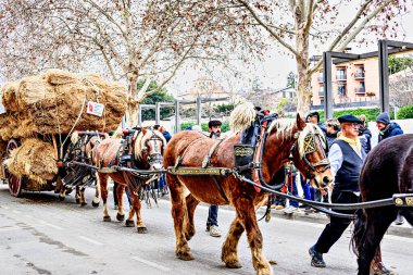 Igualada, Barselona, İspanya; 19 Ocak 2025: Igualada Üç Mezar Festivali. Antik Igualada Traginers loncasının 203. yıldönümünde şehir sokaklarında turlar.
