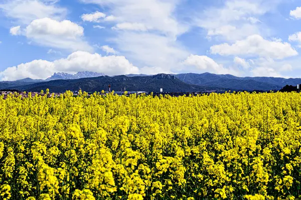 Renkli sarı kolza tohumu çiçeği tarlası (Brassica Napus)